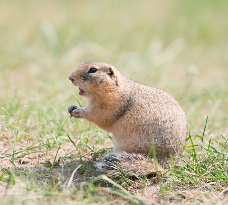 Gopher Control