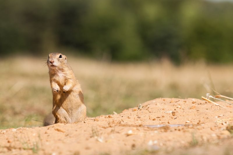 Why Professional Gopher Removal Is More Effective Than Diy Methods