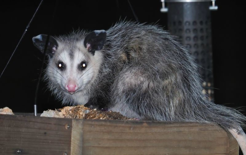 Opossum in crawl space