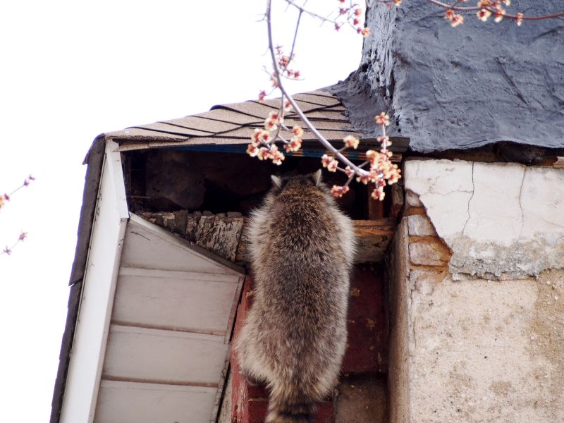 Raccoon in attic