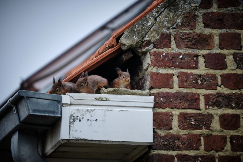 Squirrel on roof