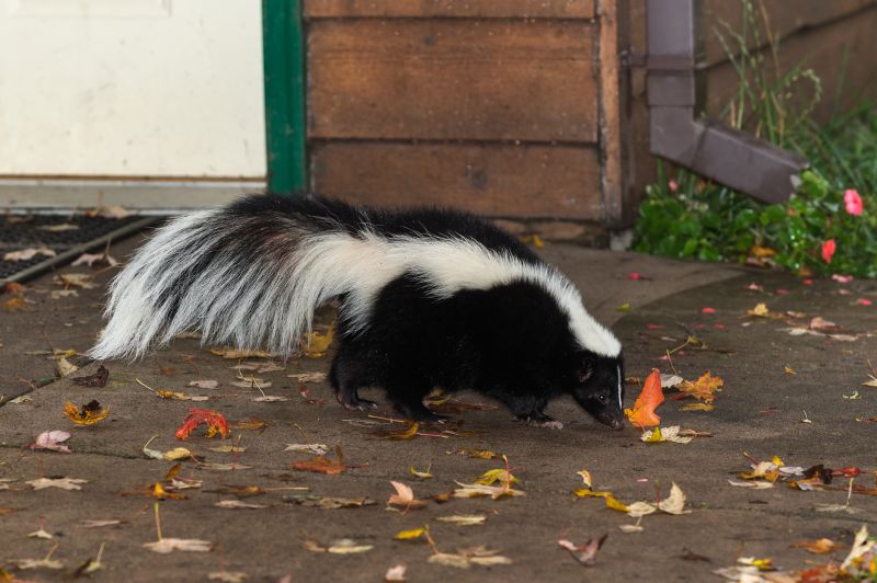 Skunk burrow