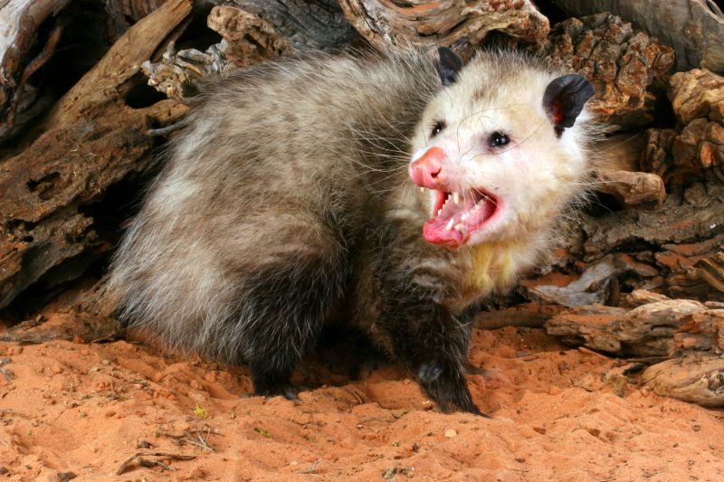 Opossum in crawl space